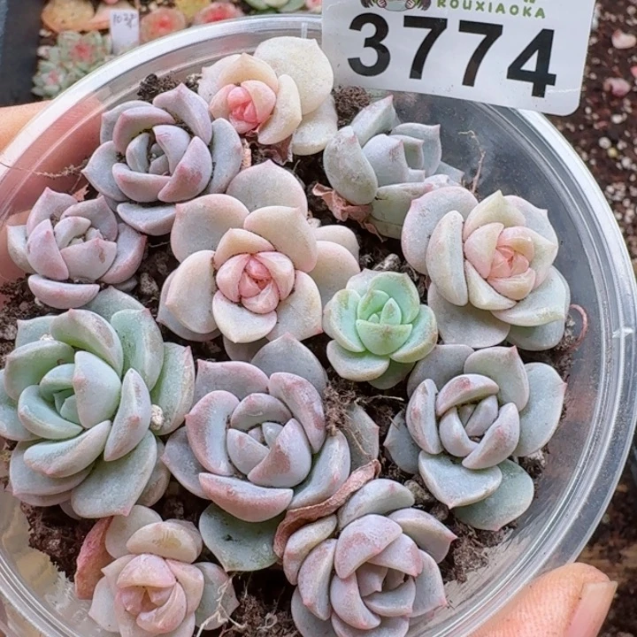 多肉植物多肉植物