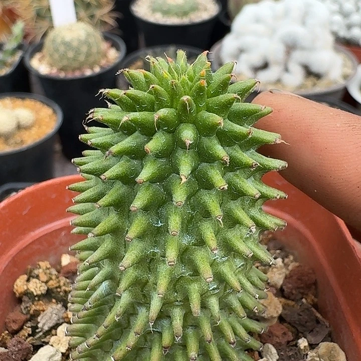 海胆大戟自根仙人球