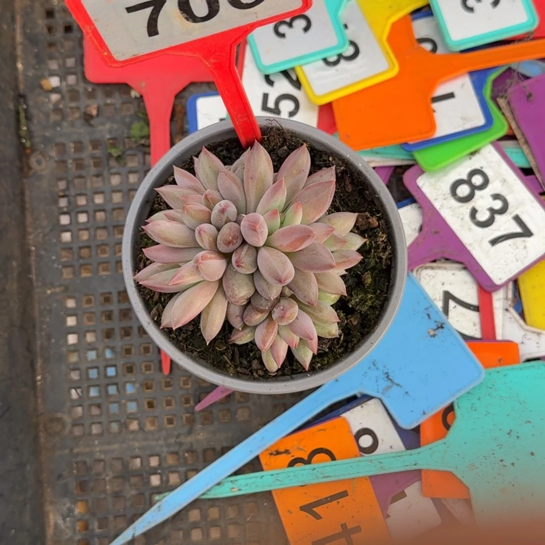 艳***子多肉植物虞美人群706