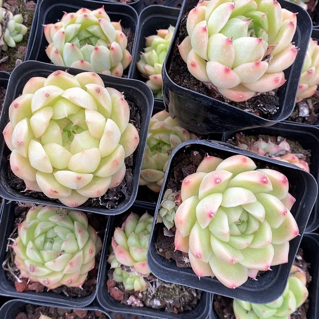 小萌肉美尼1颗带盆带土发