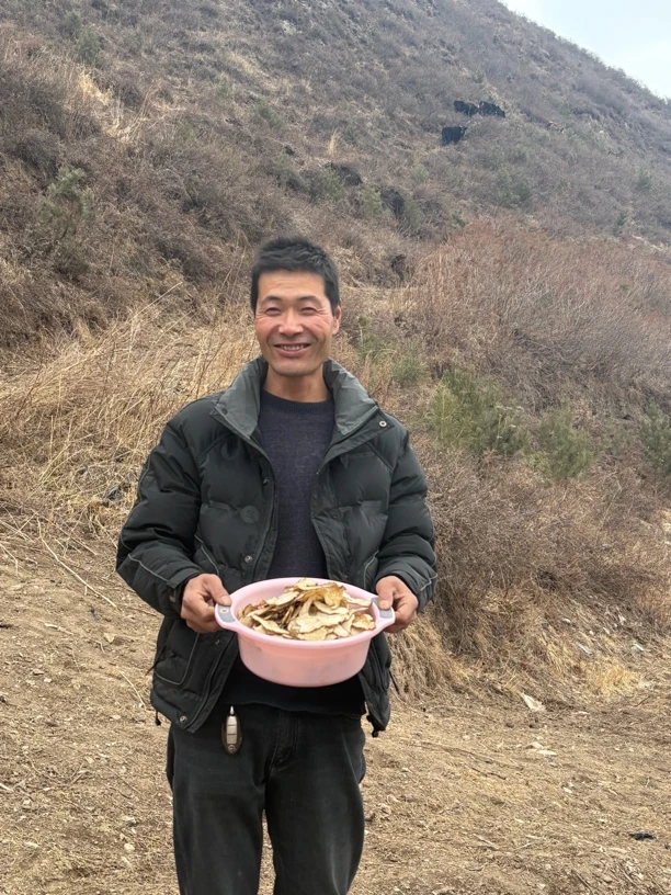 甘肃岷县当归头片，大片