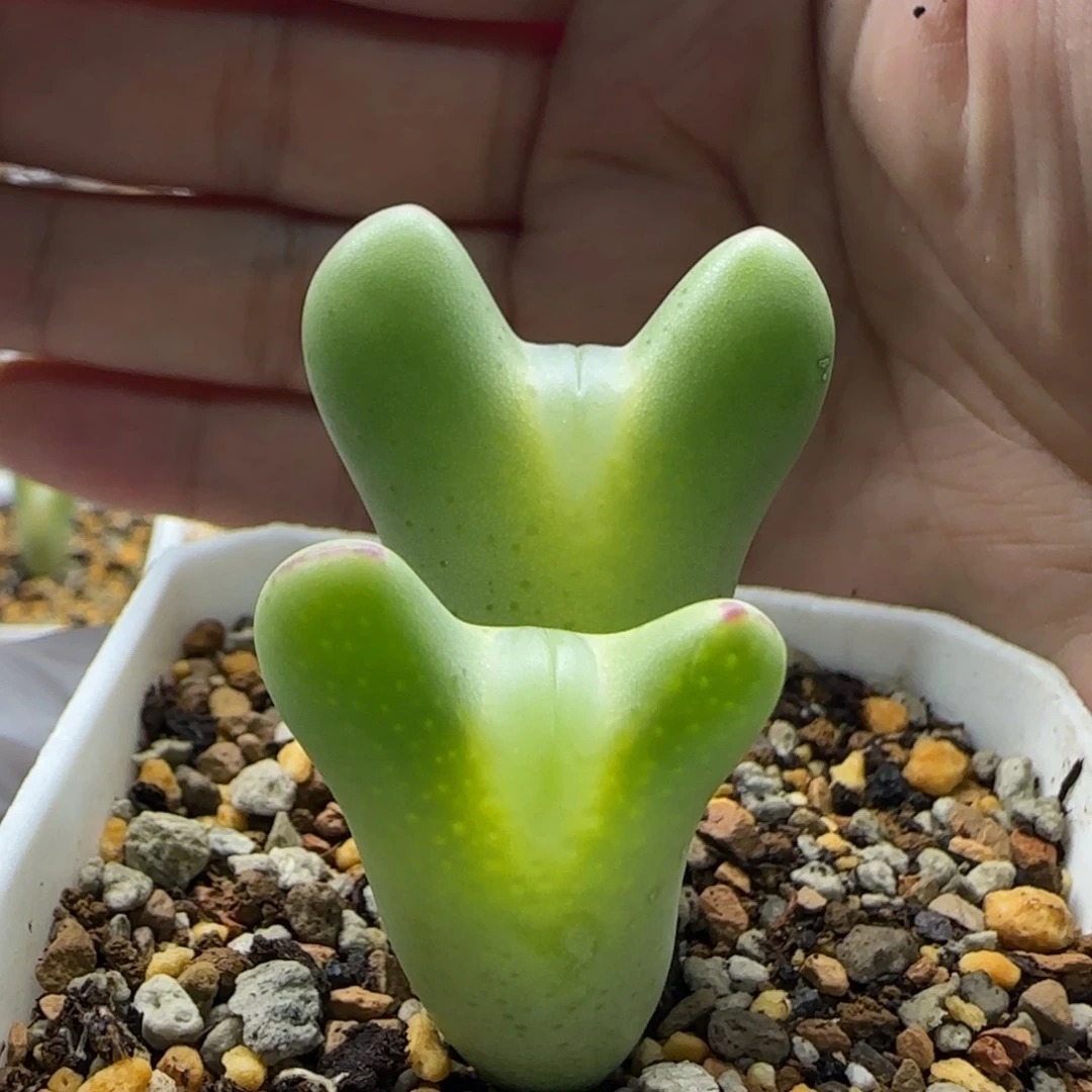 3-8-2-1当天满58包邮超嘟嘴短耳少将脱土