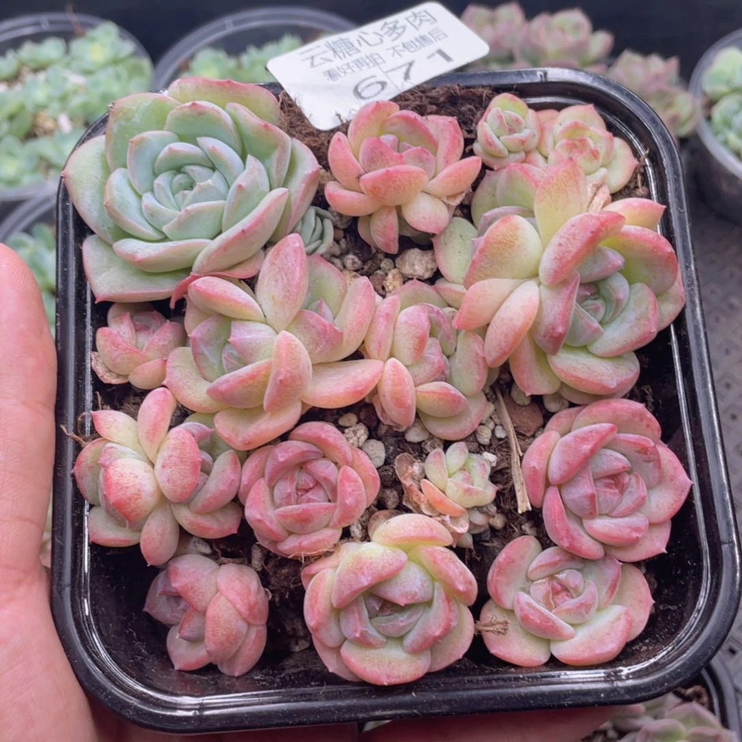 云糖心多肉植物671