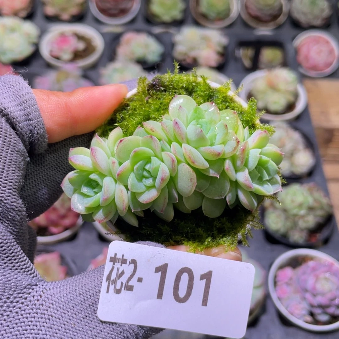 花利美  2-101麦秆