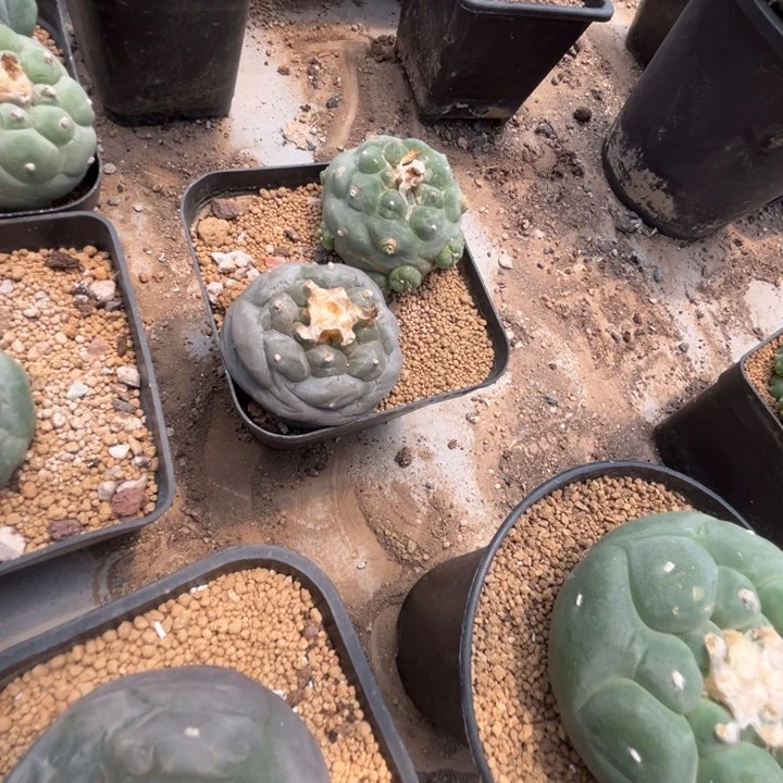 老***安草球落地仙人球开花