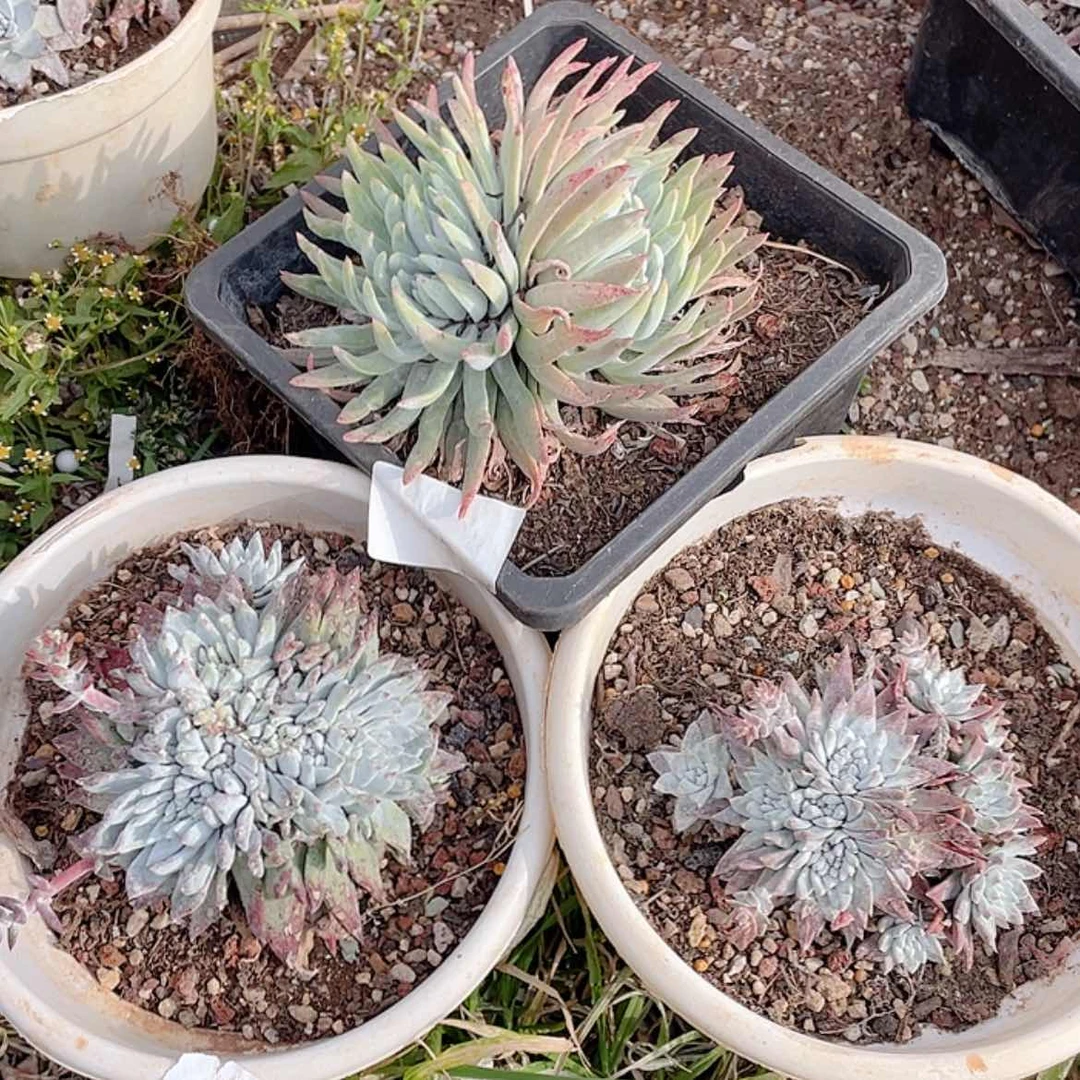 【闪购商品】三颗组合