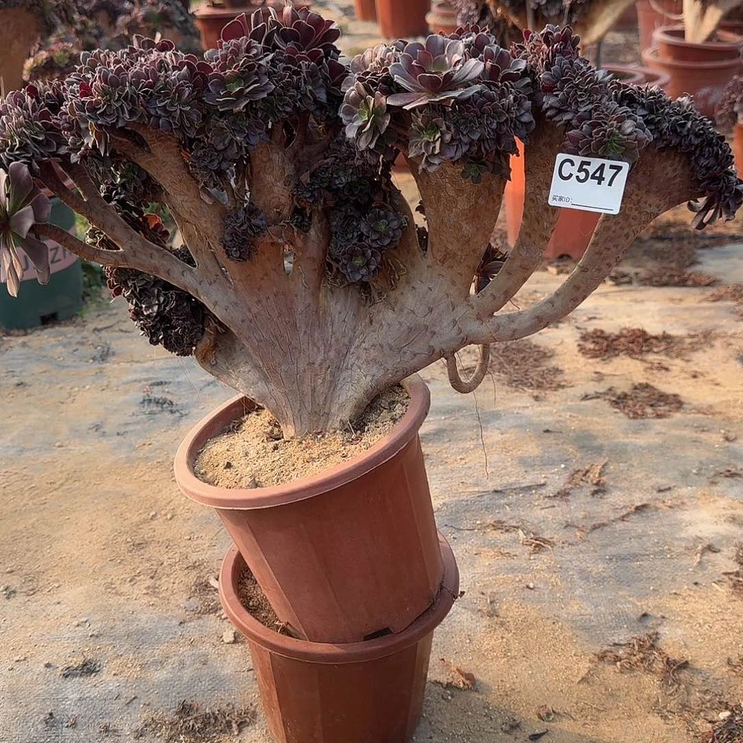 547欧紫一颗呀呀牙呀