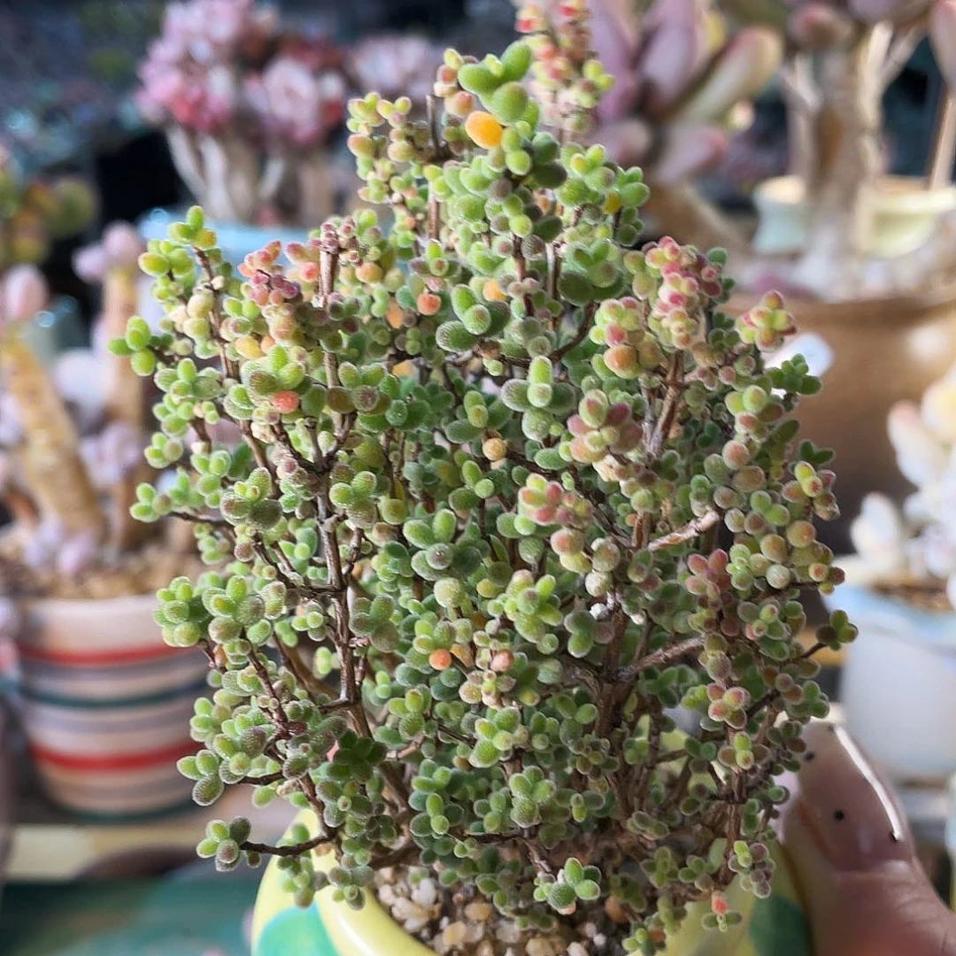 上***儿多肉植物的生长发育和生长发育等方面的研究