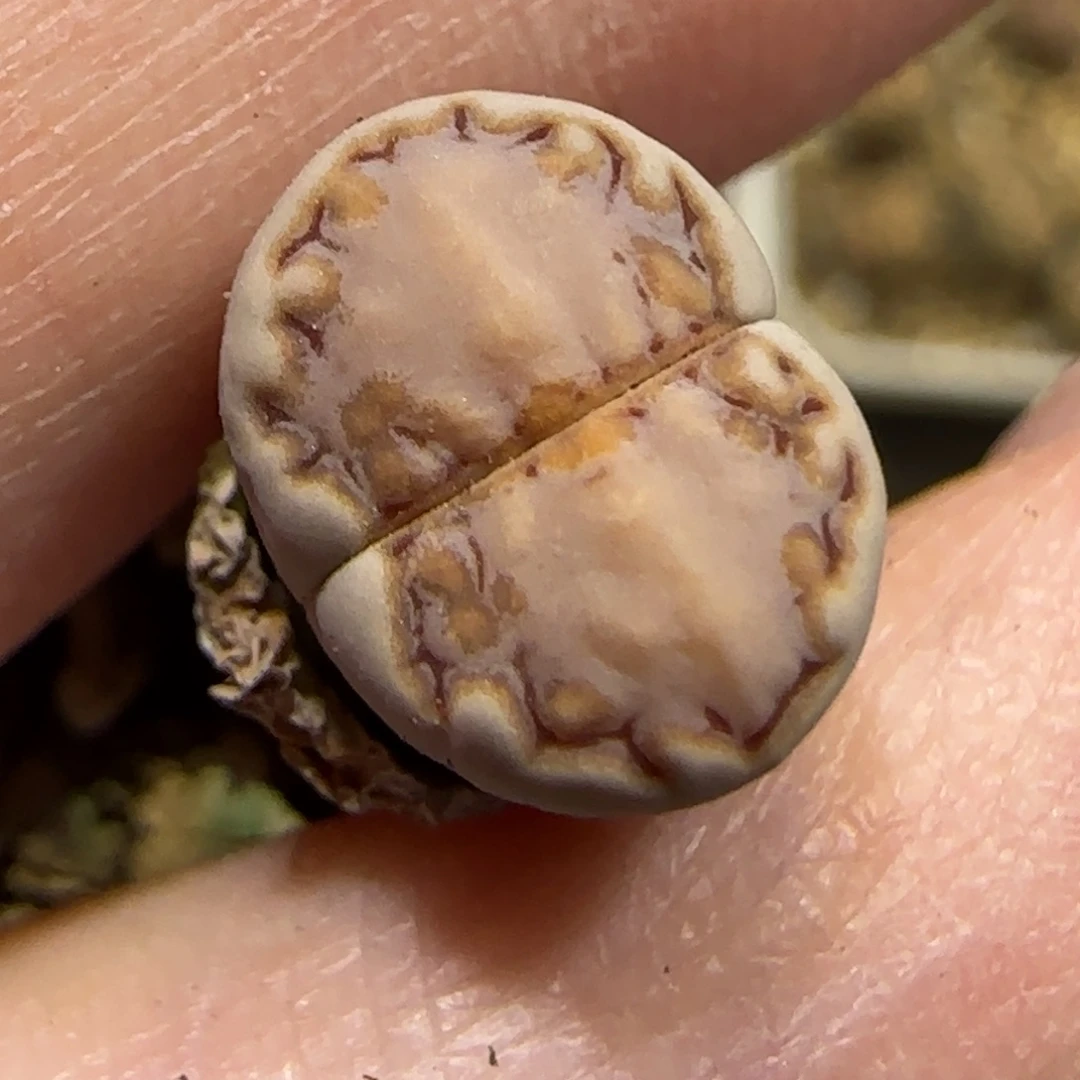 9.14。  217饼干。 9016小有腿