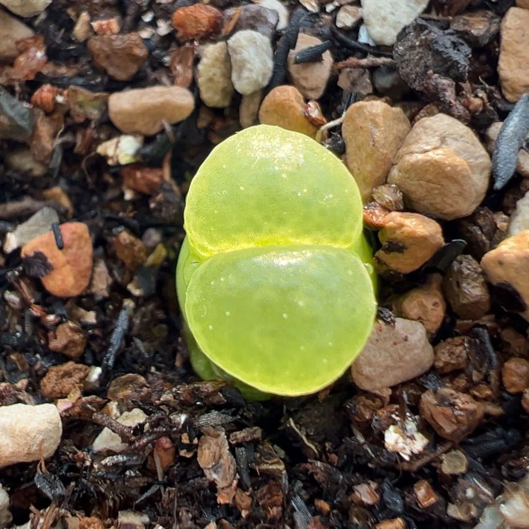 055多肉植物种类