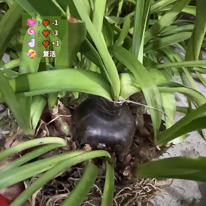 斑纹彩带6cm带14侧