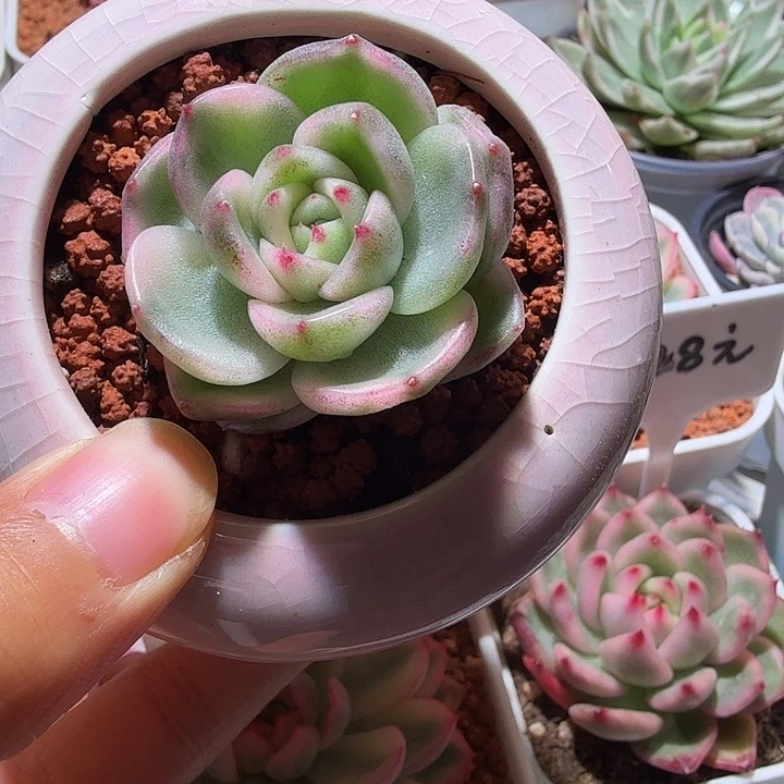 白玫瑰锦多肉植物