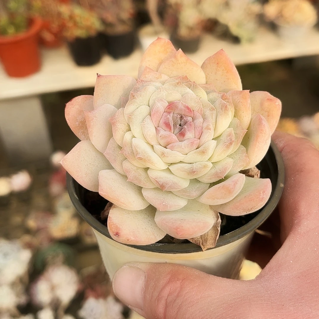枫***红189多肉植物提取萃取剂