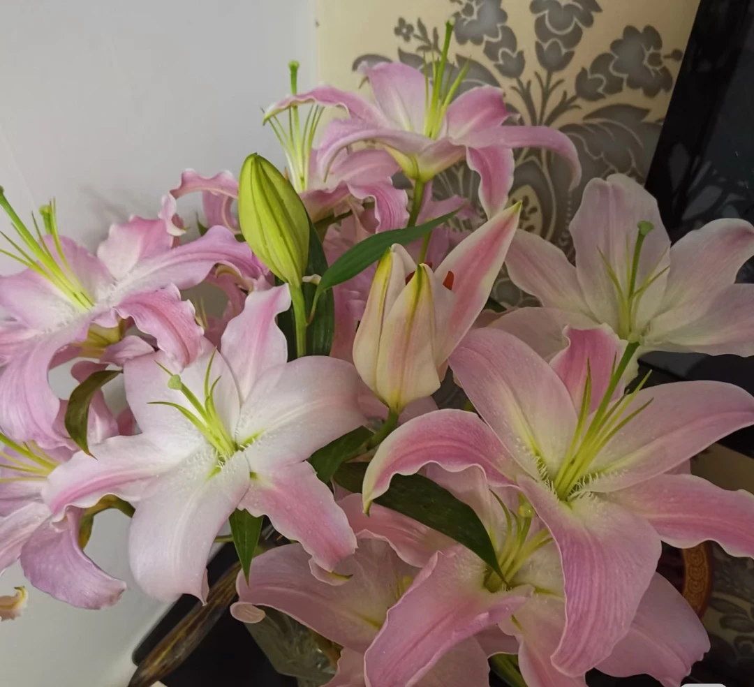 新品希腊百合 三头3支（9朵）  云南基地鲜花   家养    水养