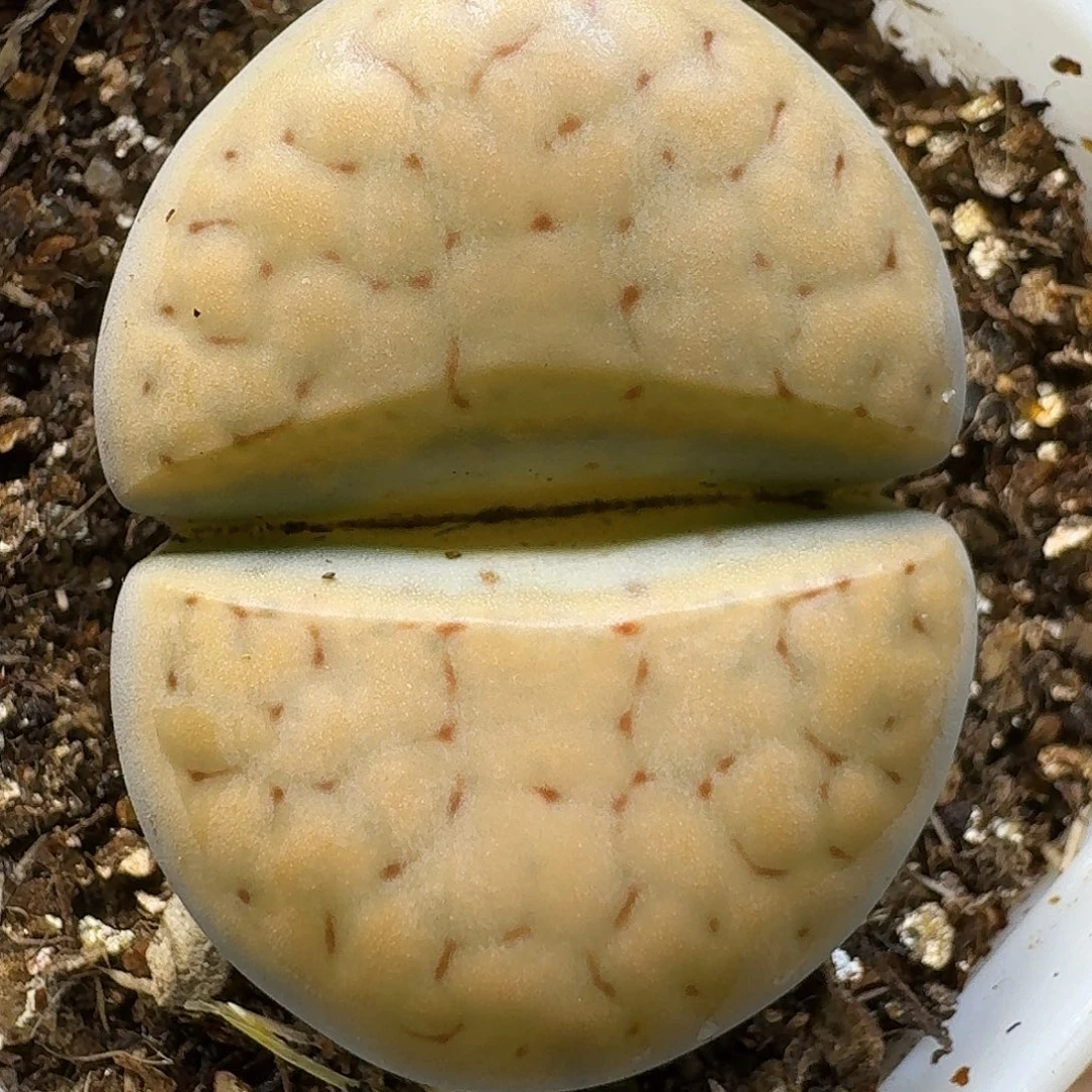 生石花111111。  135