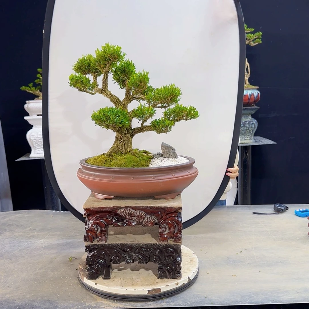 高端盆景艺术作品