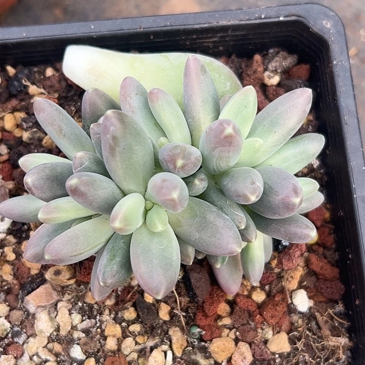 欧若拉美人一物一拍