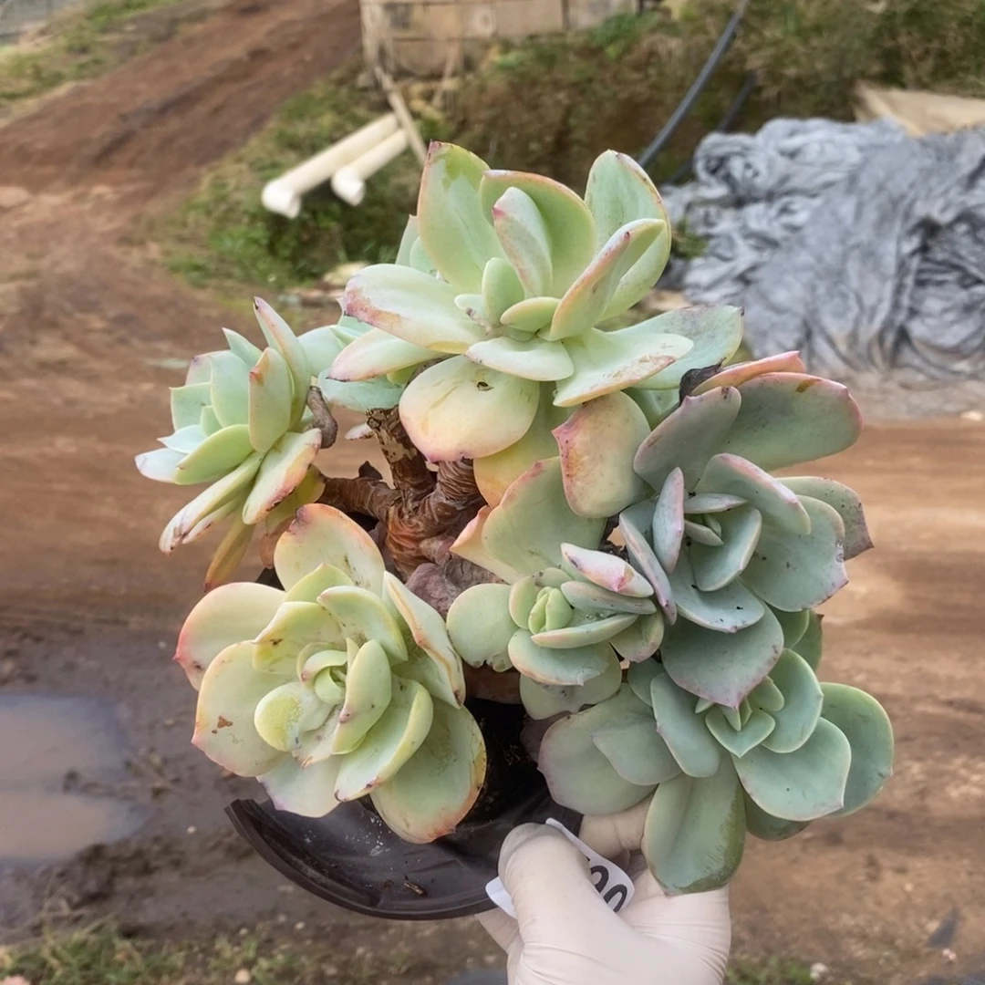 2790白凤多头一物一拍