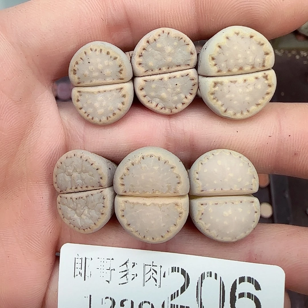 满满18包邮1229-206