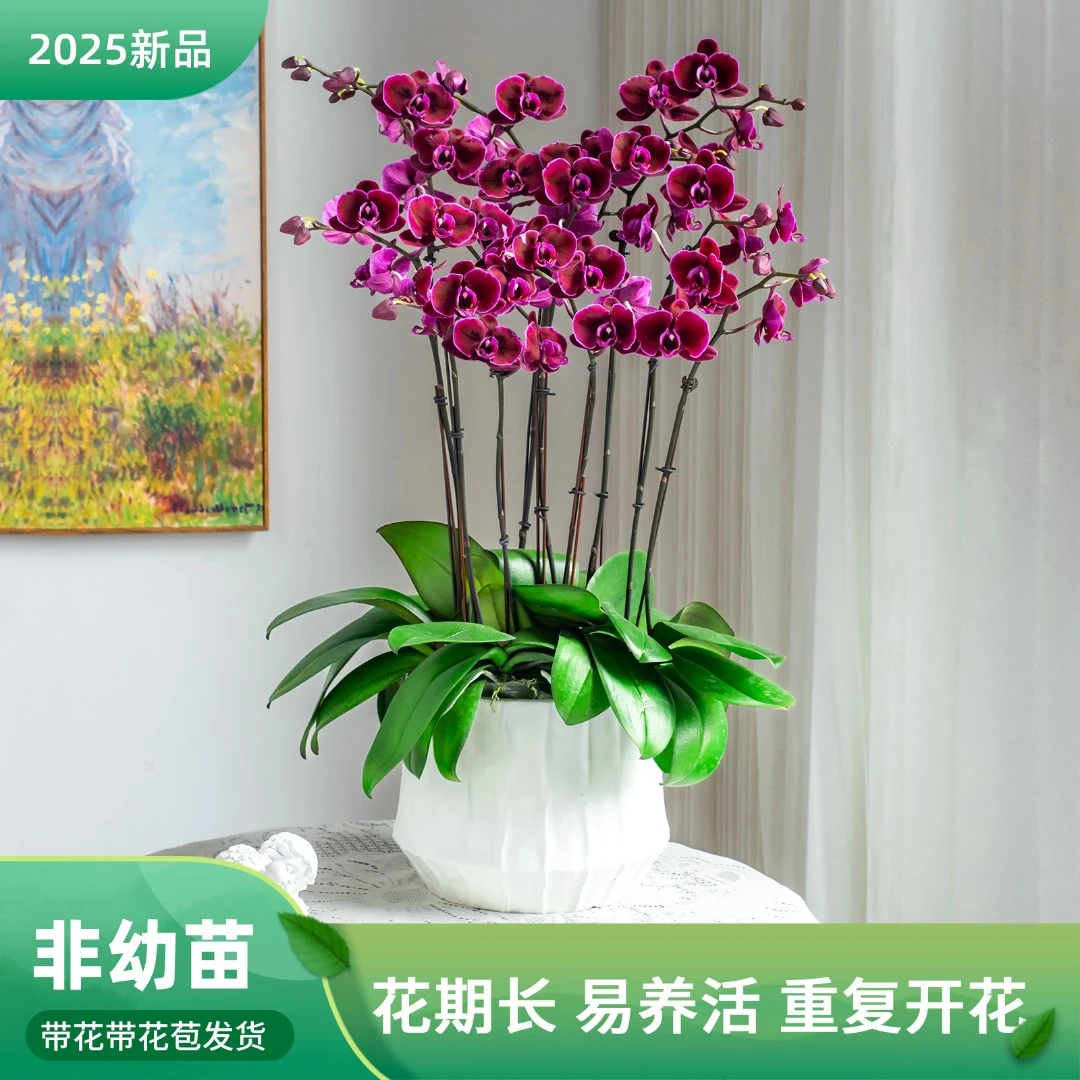 【金色池塘】蝴蝶兰【巧克力】拉丁舞室内花卉阳台绿植盆栽乔迁 婚礼