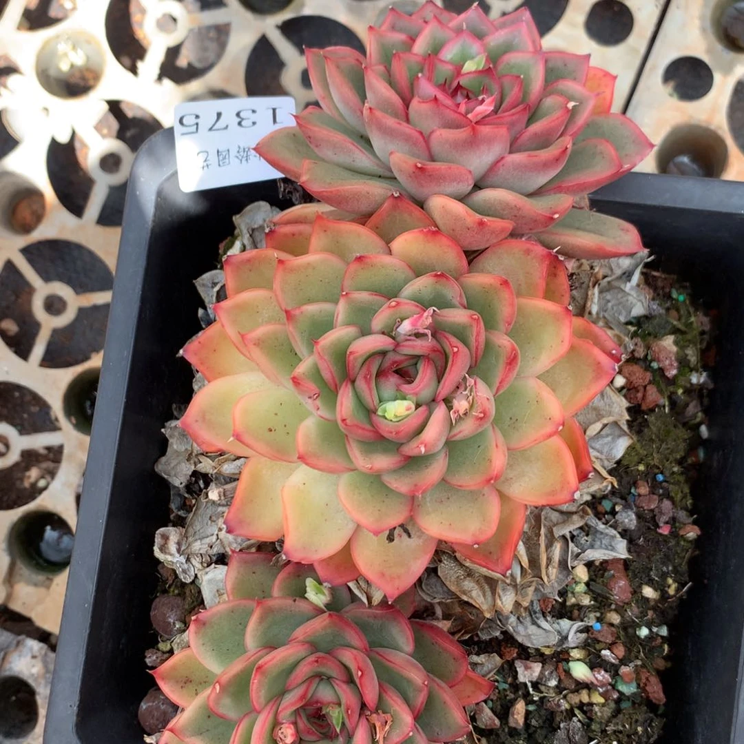 1375杂交精品基地19厘米