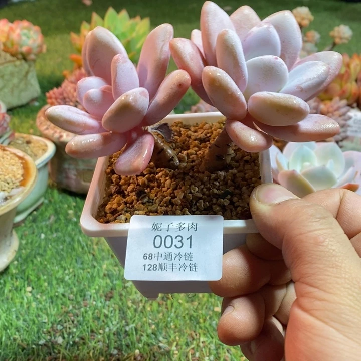 0031啊啊啊啊啊啊啊