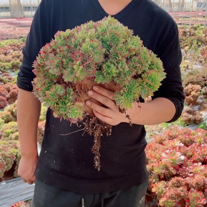 海王地栽醉话多肉法师2号多肉法师