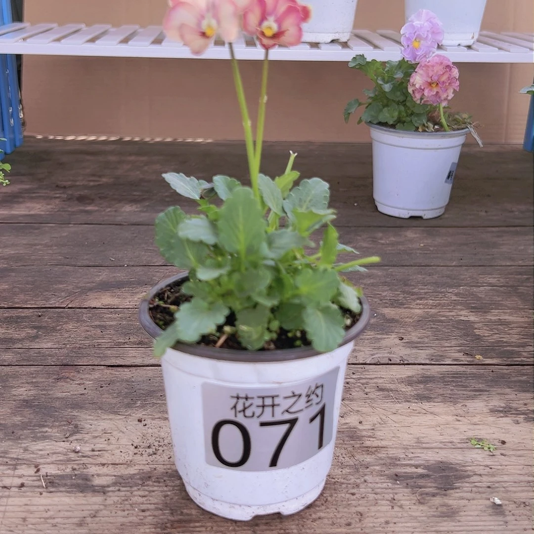 【闪购商品】完全开放071号