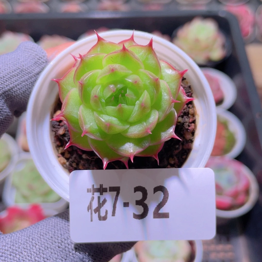 花利美 7-32海王