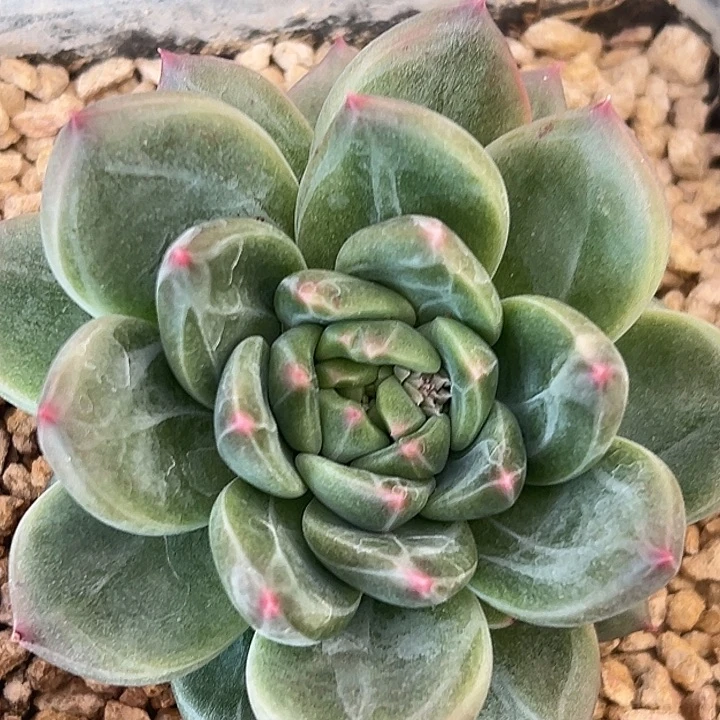 美人特价一一物一拍