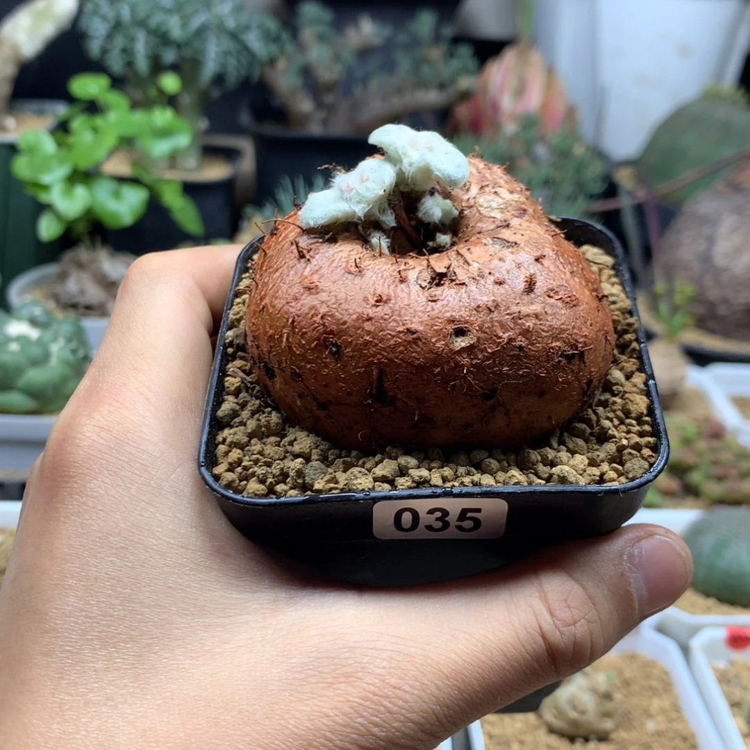 红花断崖女王带盆多肉035