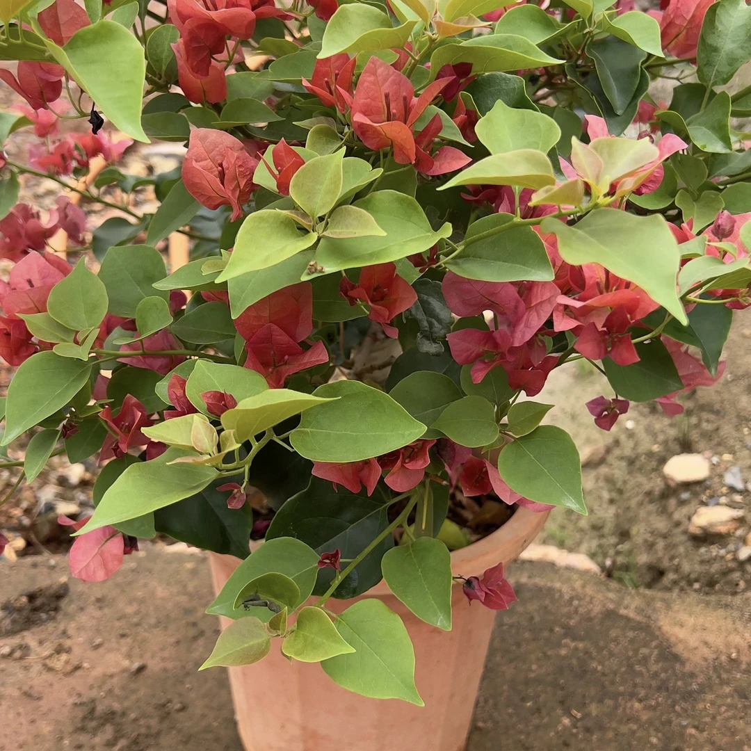 不甜西瓜三角梅盆花