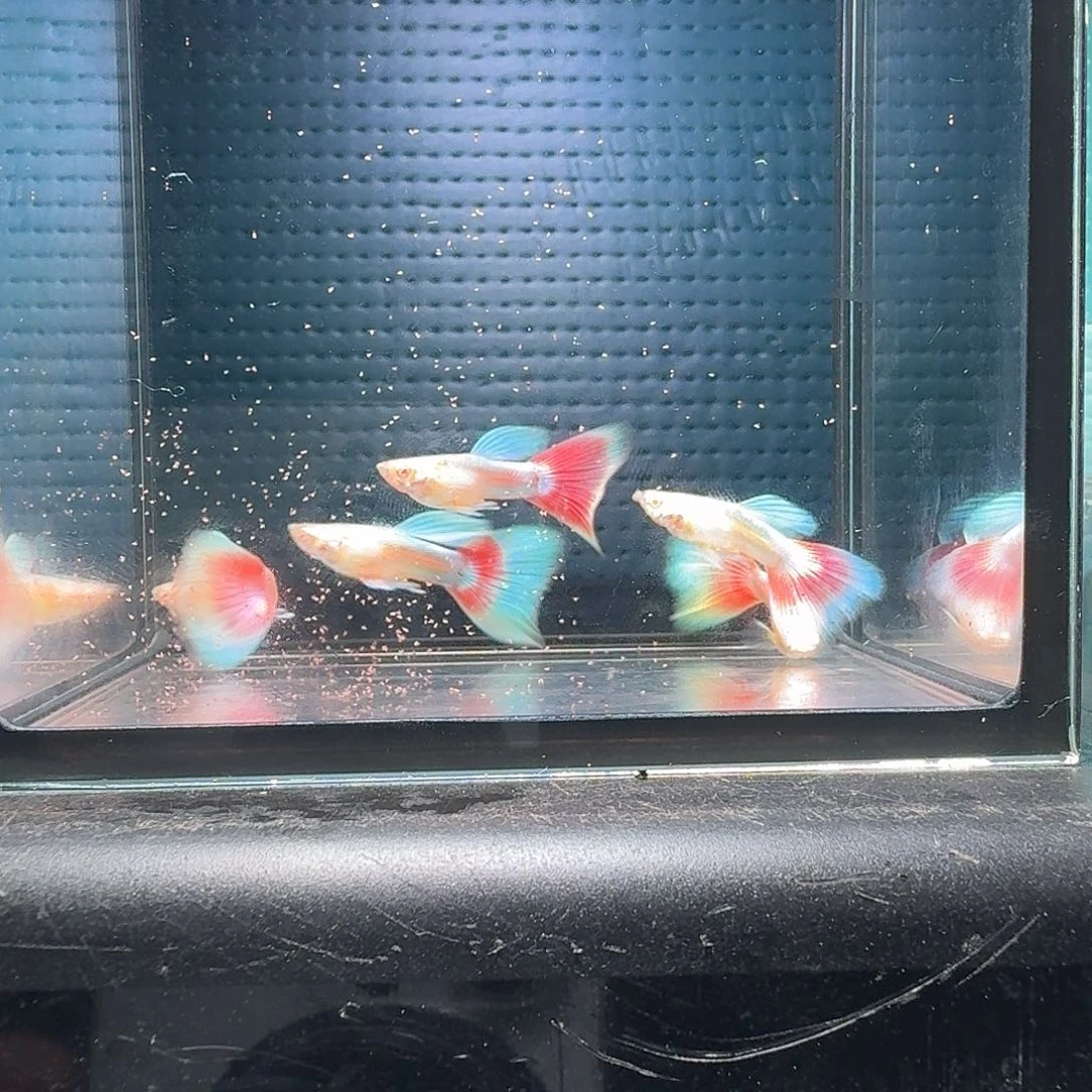 孔雀鱼3对6条火烧云欧翼