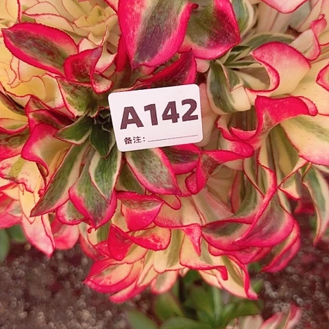 【闪购商品】何****012345678