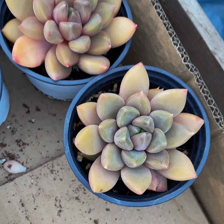 单头大红象牙带盆土