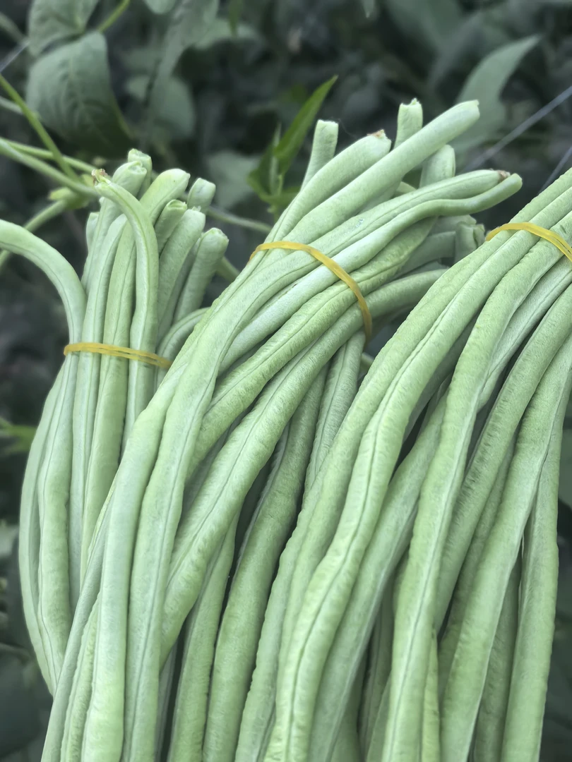 包邮新鲜长豆角徐州现摘长豇豆当季新鲜蔬菜豆角豇豆泡菜脆嫩