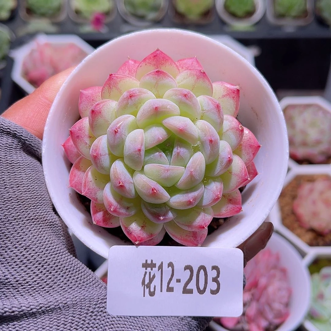 花12-203白桃汽水