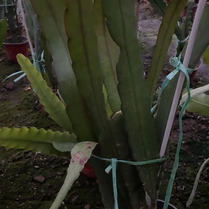 用****5令箭荷花盆栽120