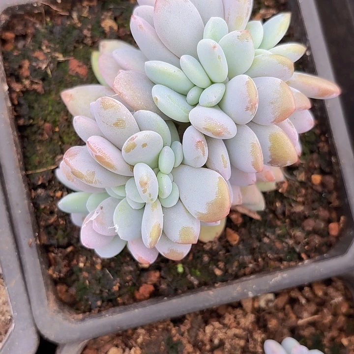 粉兔缀（拍满18包邮）