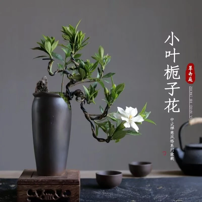 栀子花海岛栀子花四季花卉浓香老桩可鱼缸造景可水培土培