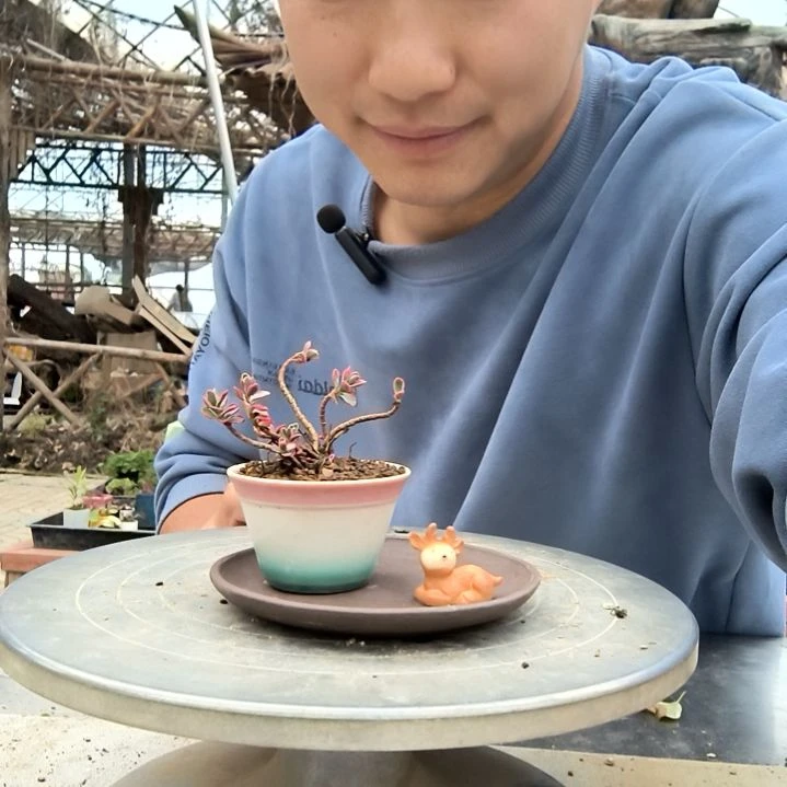 雨小盆景小植物一物一拍79