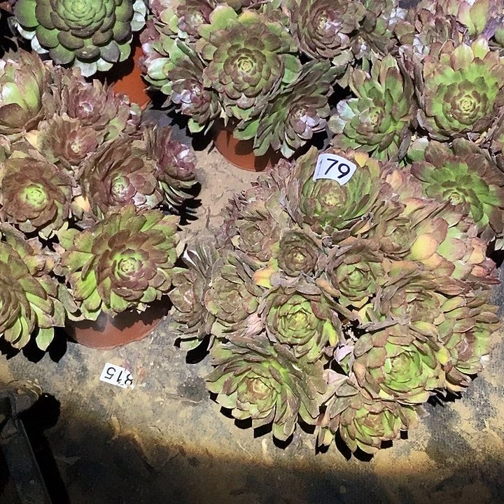 柠****好多肉植物法师179红丝绒4颗