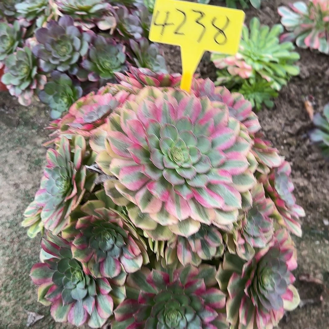 家***4238--+雨荷多头多肉多