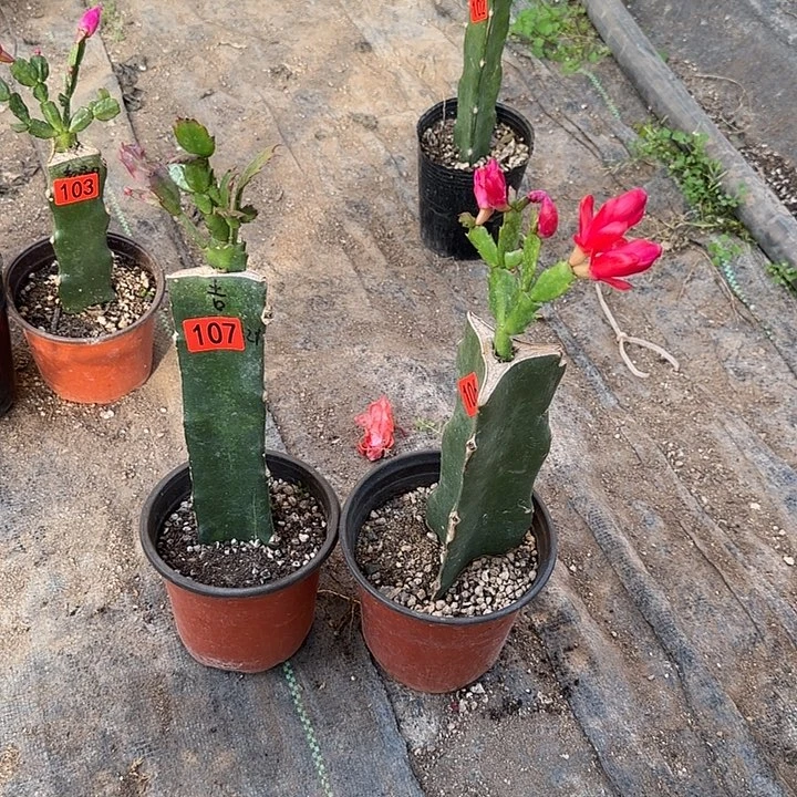 106+107嫁接蟹爪兰：桑吉塔+贵族红