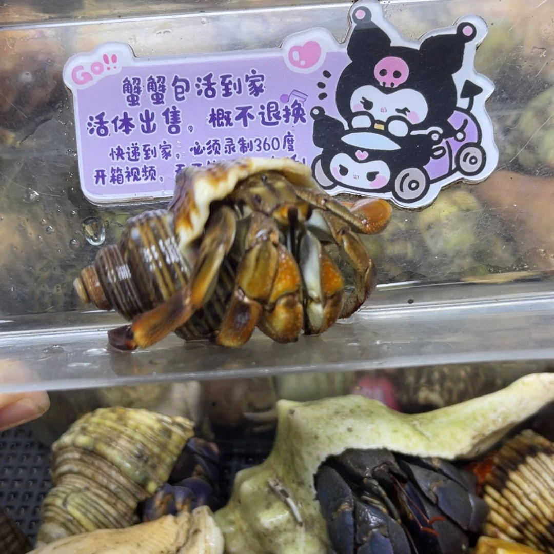 2.7口大厄瓜多尔寄居蟹包活到家