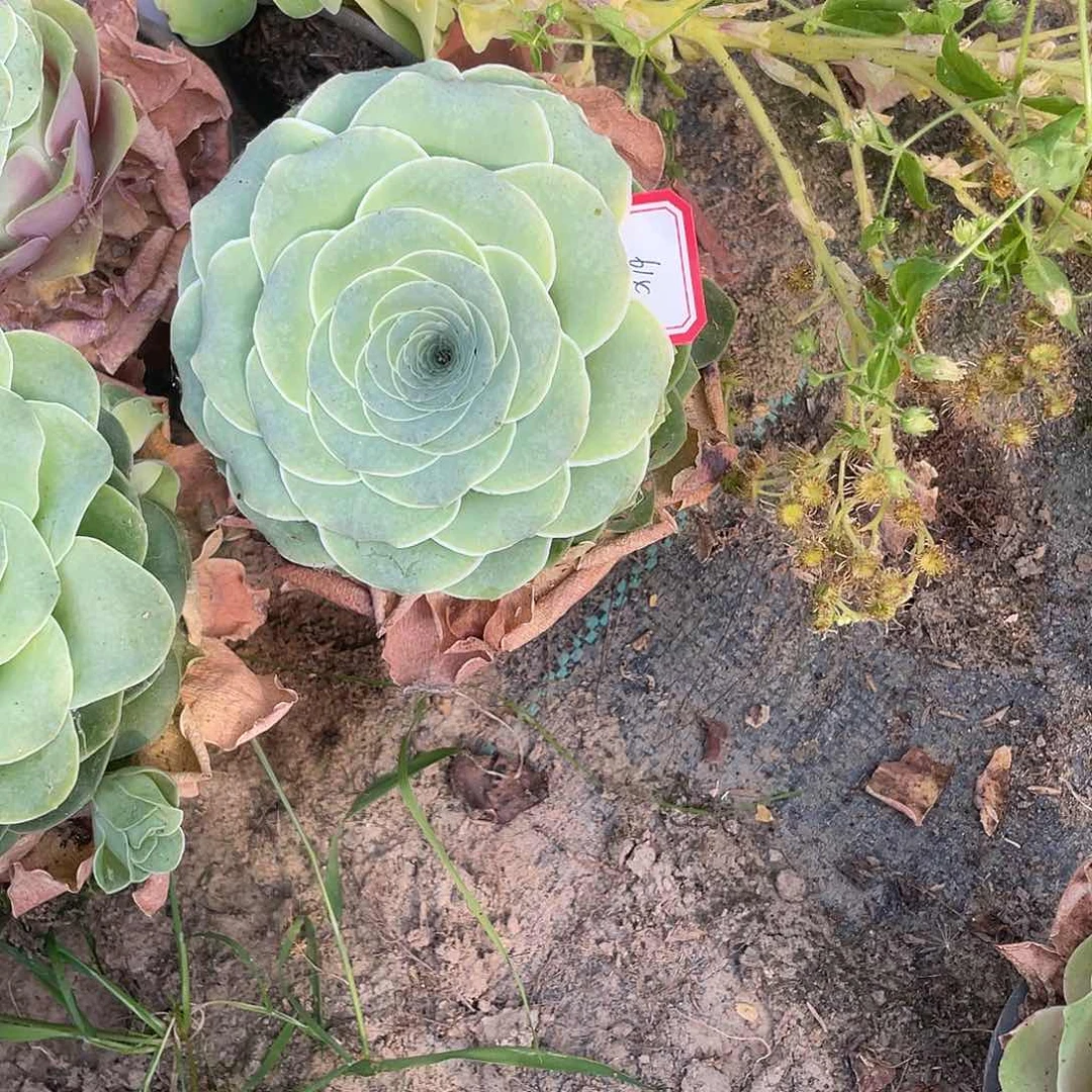 山地玫瑰单头 614