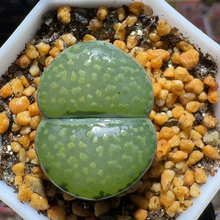 生石花3:：：：：。  376号。 2.8左右