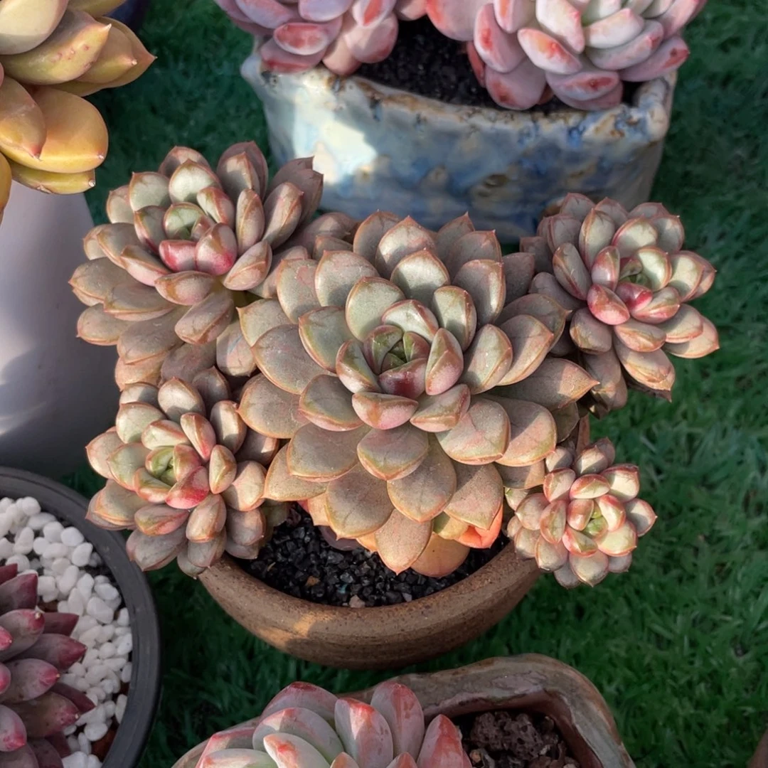 葡萄多肉植物盆栽多肉