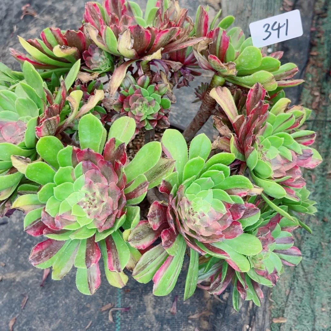 341花脸粉黛老桩多肉植物