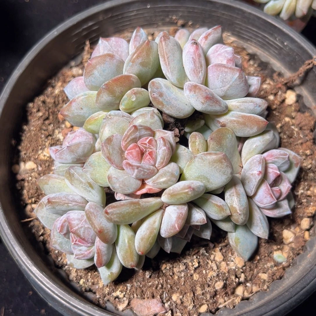 新年快乐 新年快乐